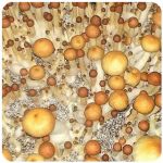 Псилоцибиновые (галлюциногенные)  грибы Psilocybin "Golden Teacher" в Бронницах