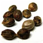 Семена марихуаны АК-47  (Seeds AK-47) в Бронницах
